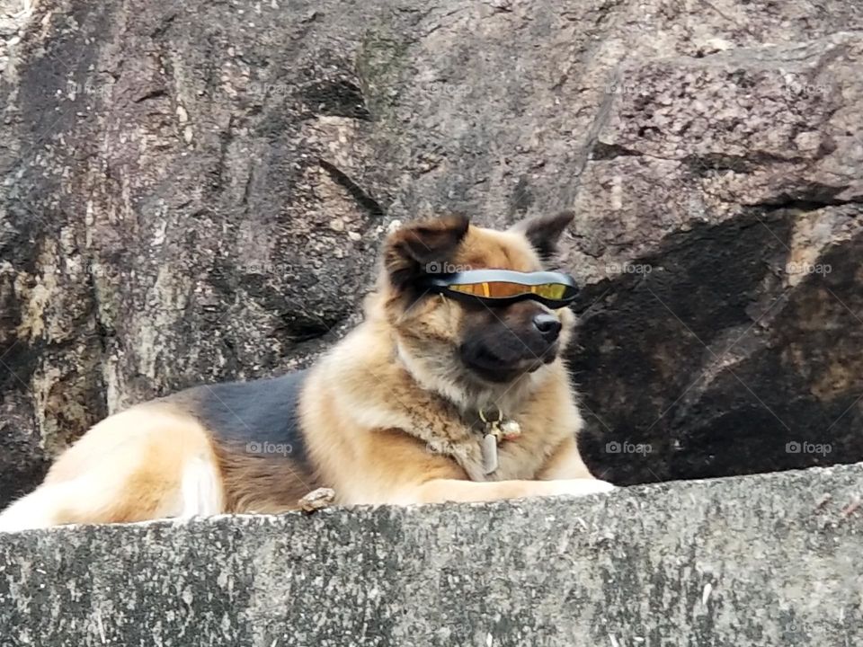 Cool dog