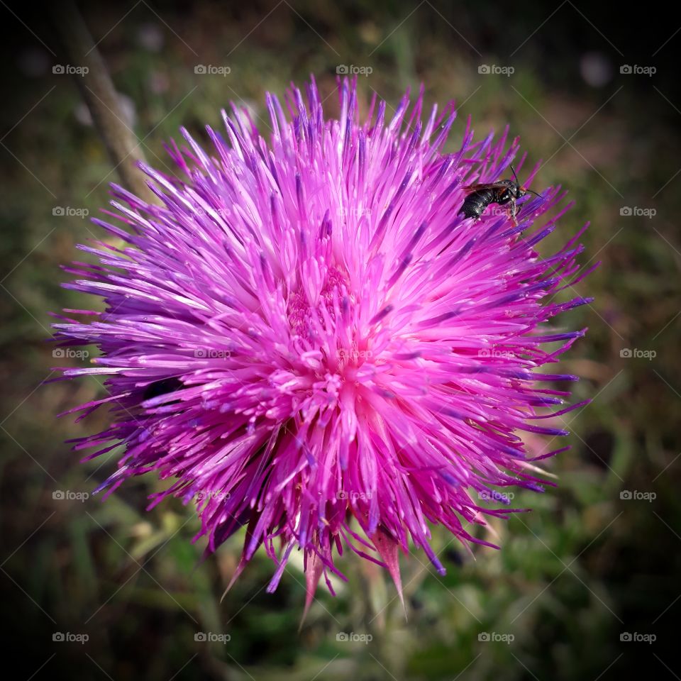 pink flower