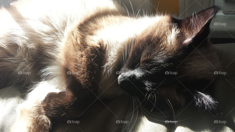 Snoozing in the sun
