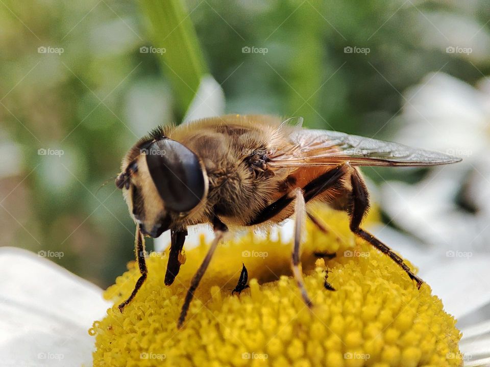 Honey bee on a flower