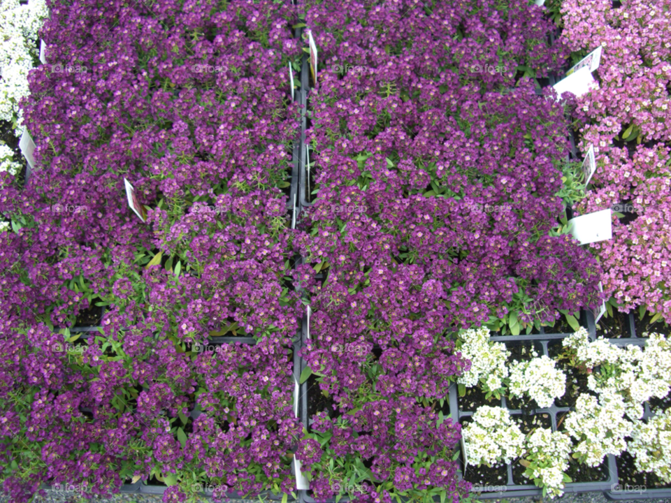 flowers purple massachusetts bunches by jpt4u