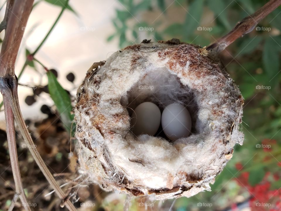 Hummingbird nest