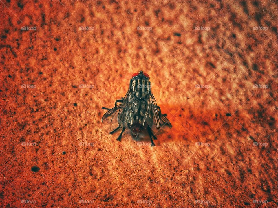 closer look of a fly