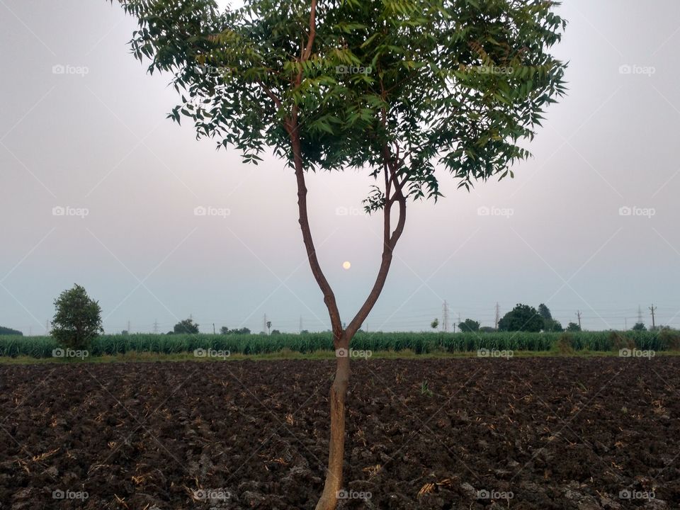 the moon view in the neem tree.
