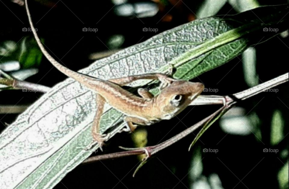 Velociraptor 😳🥺 hello lizard lizard lizard