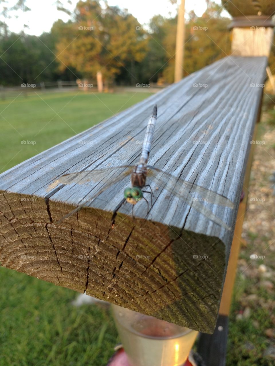 mosquito hawk, dragonfly