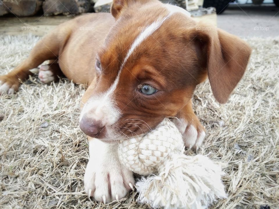 A sweet green eyed puppy chews on a rope bone outside