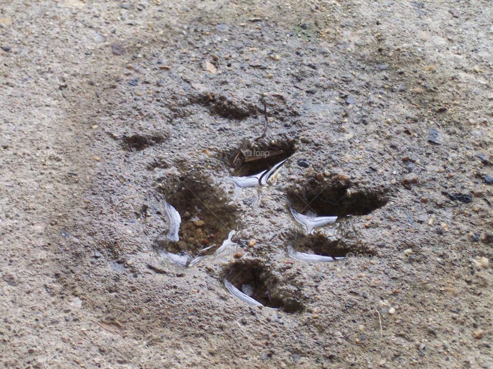 Close-up of animal foot print