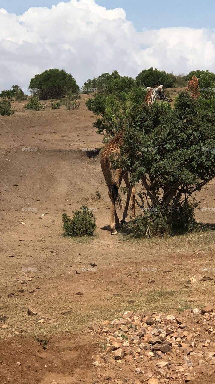 Giraffe Hiding