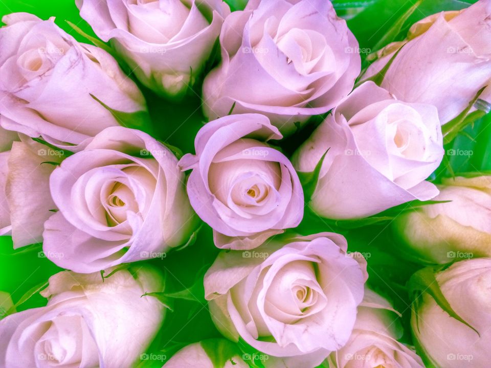 white rose background