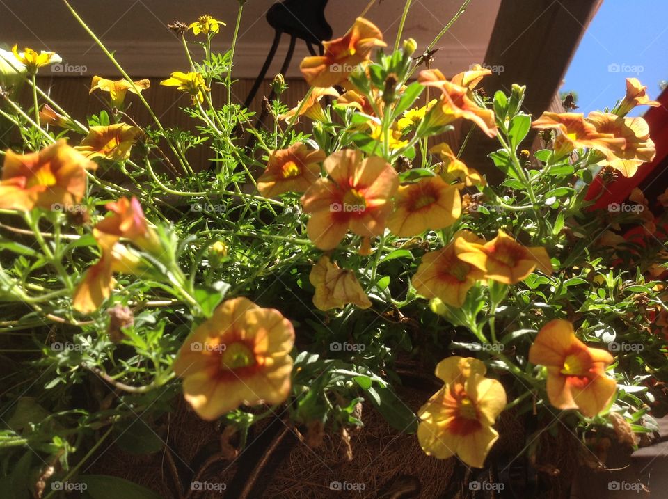 A basket of orange pansies.