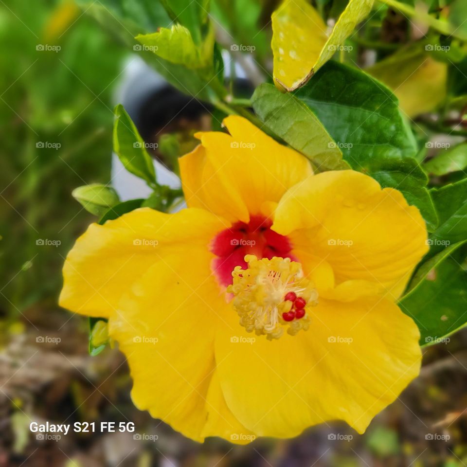 yellow hibiscus