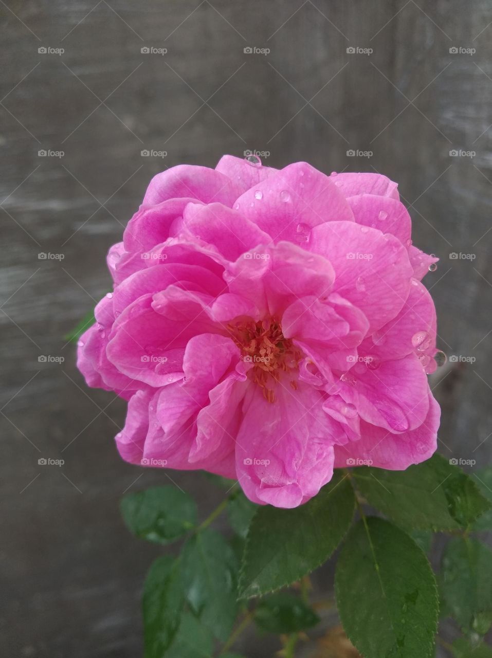 rose flower pink colour looks very beautiful generally found everywhere fresh seasonal