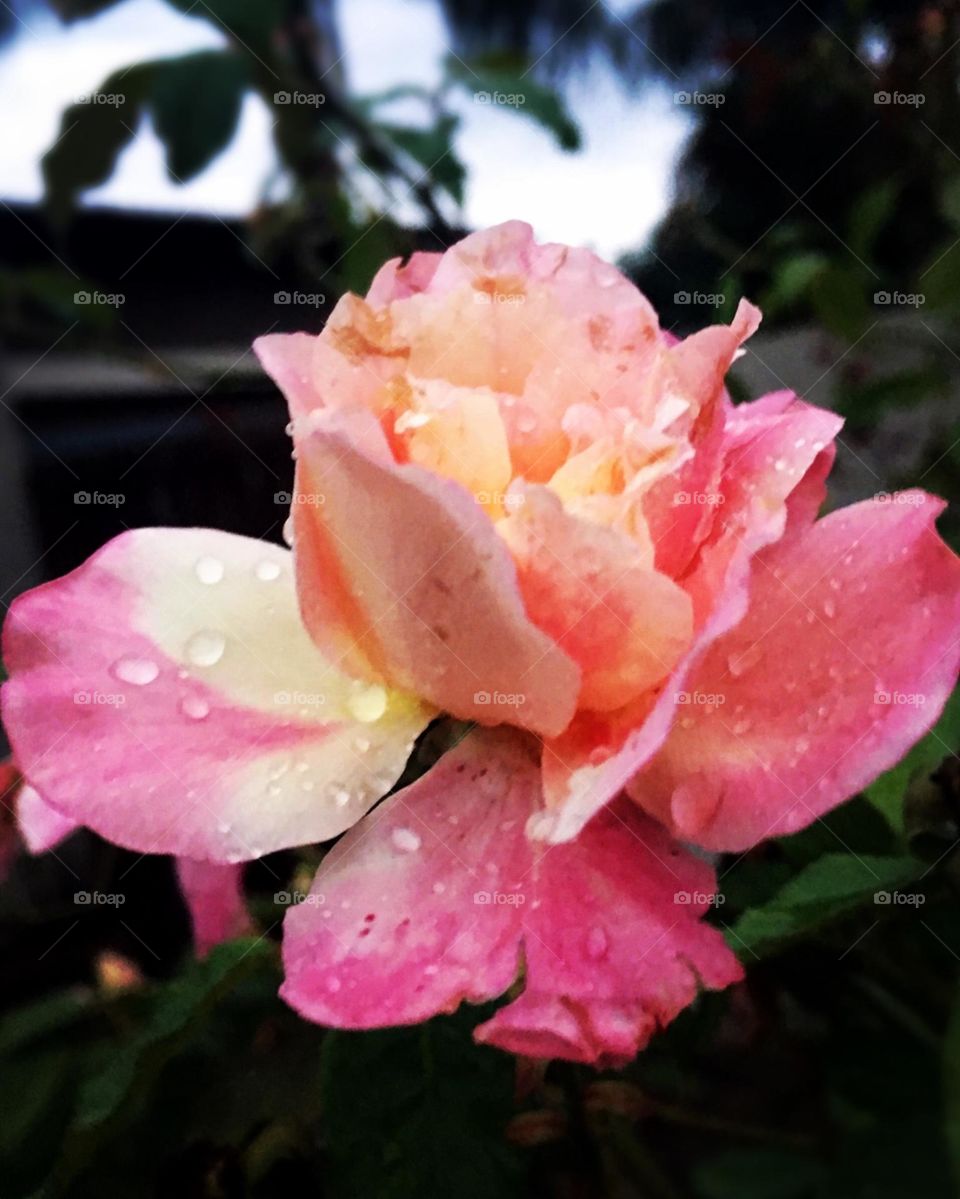 🌹 🇺🇸 Very beautiful flowers to brighten our day.  Live nature and its beauty. Did you like the delicate petals? / 🇧🇷 Flores muito bonitas para alegrar nosso dia. Viva a natureza e sua beleza. Gostaram das pétalas delicadas? 
