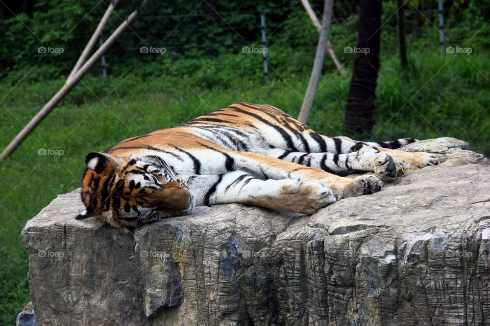 Tiger sleeping at wild animal zoo, china