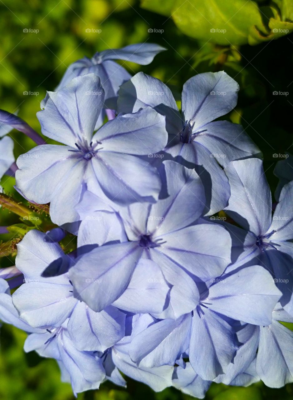 Purple flowers