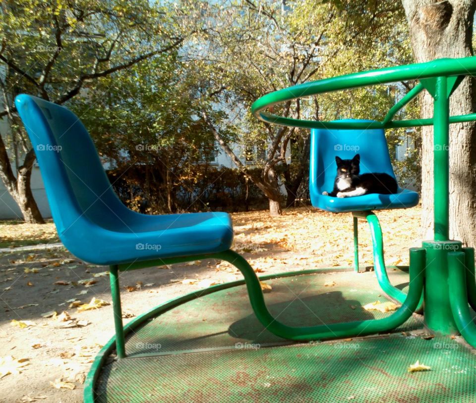 cat resting on a swing street