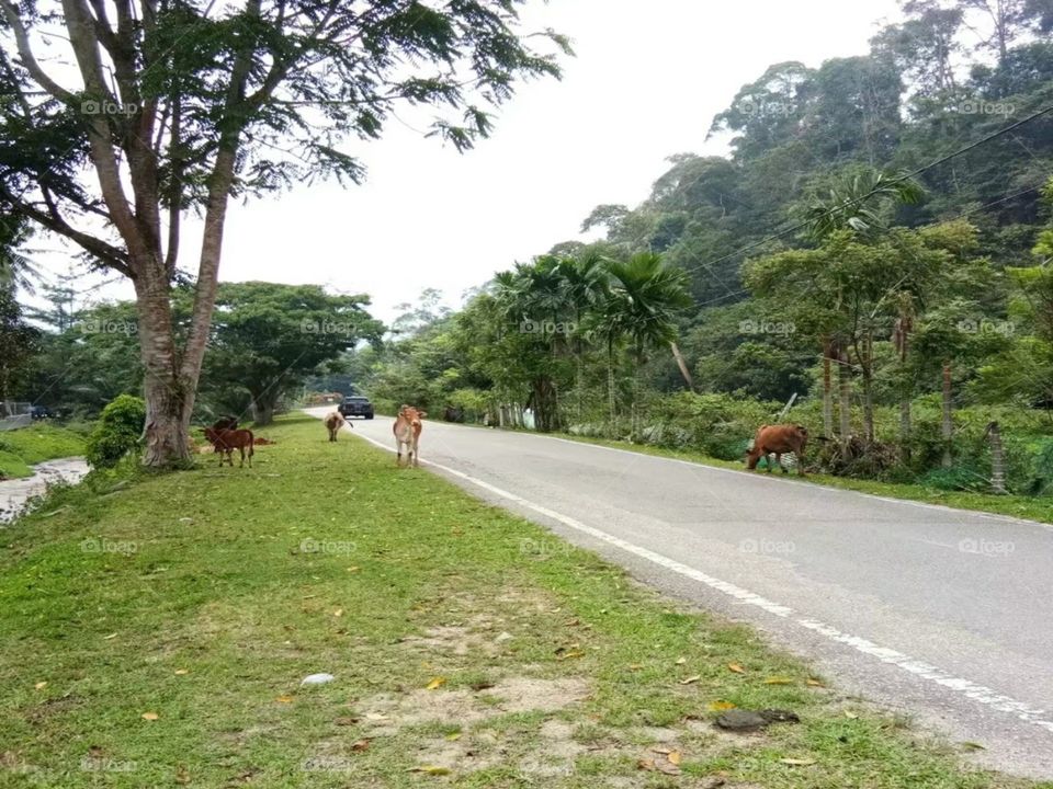 Malaysia scenery