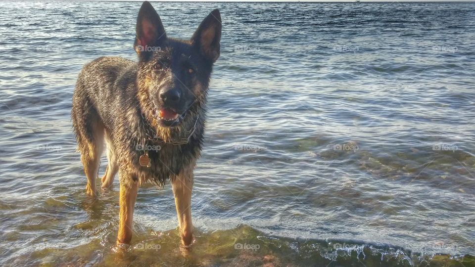 German Shepherd Max awaits a Stick to be thrown into the water for him.