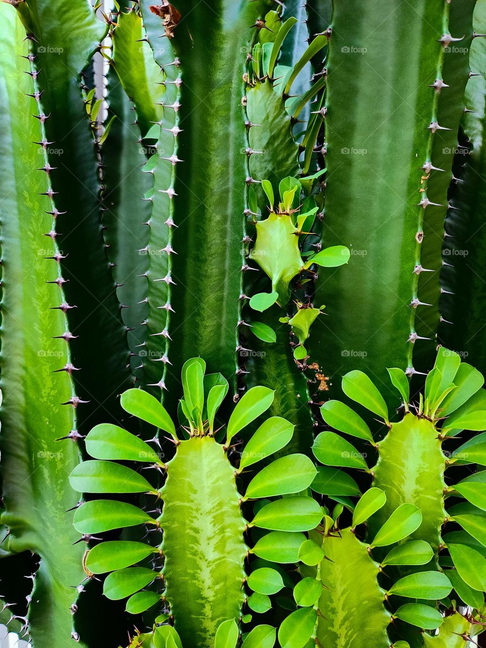 Euphorbia Ingens candelabra cactus