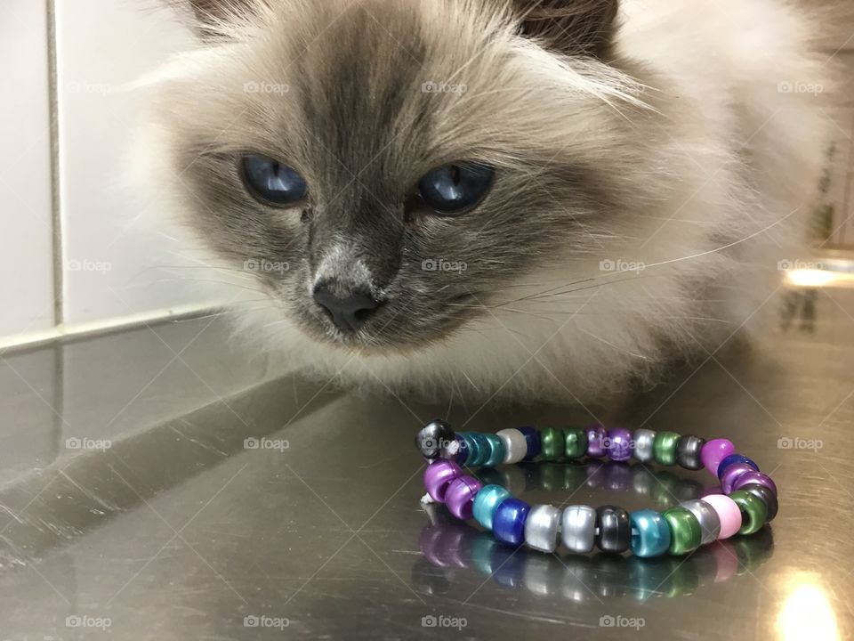 Lilly and the bracelet 