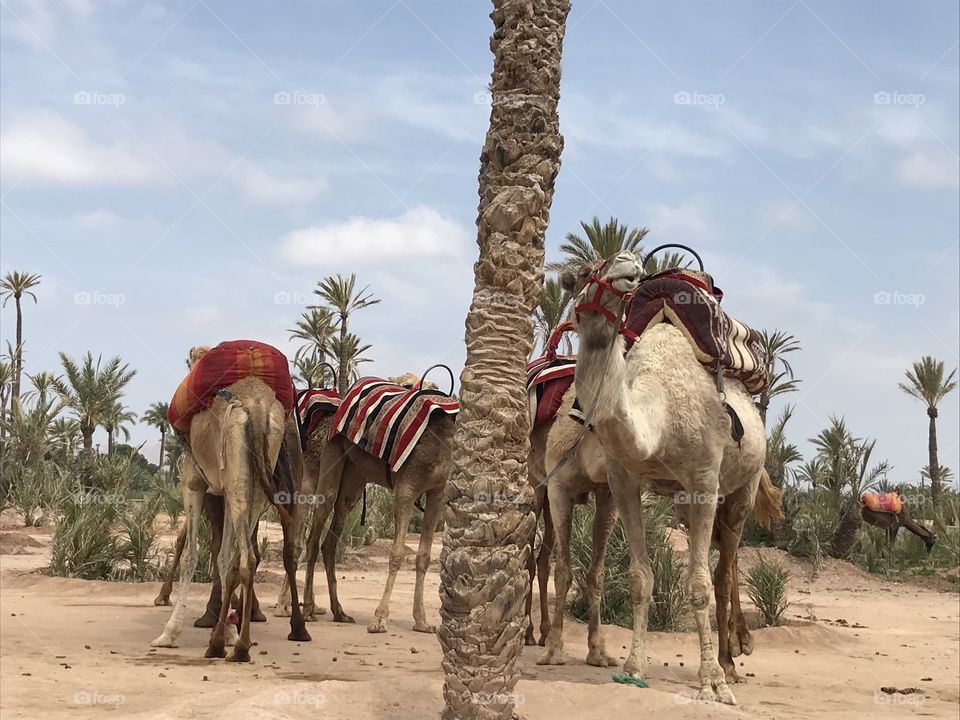 Camel, Marrakech 