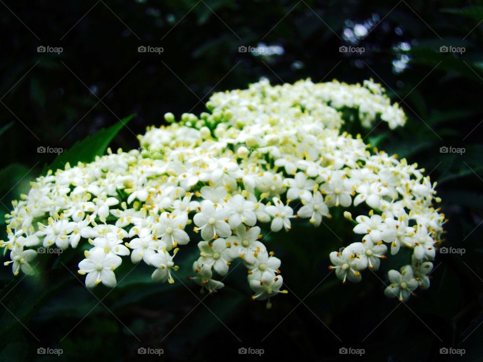 Beautiful white flower
