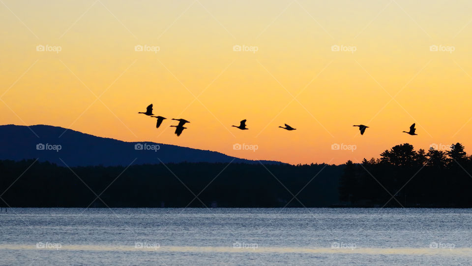 A flock of Canada Geese fly over Lake Winnipesaukee at sunrise 