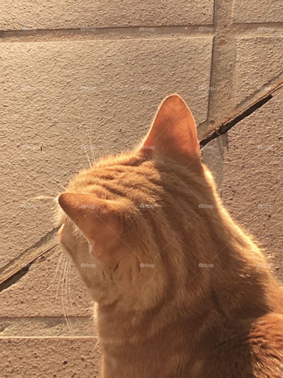 Sunlight on the ginger cat’s fur
