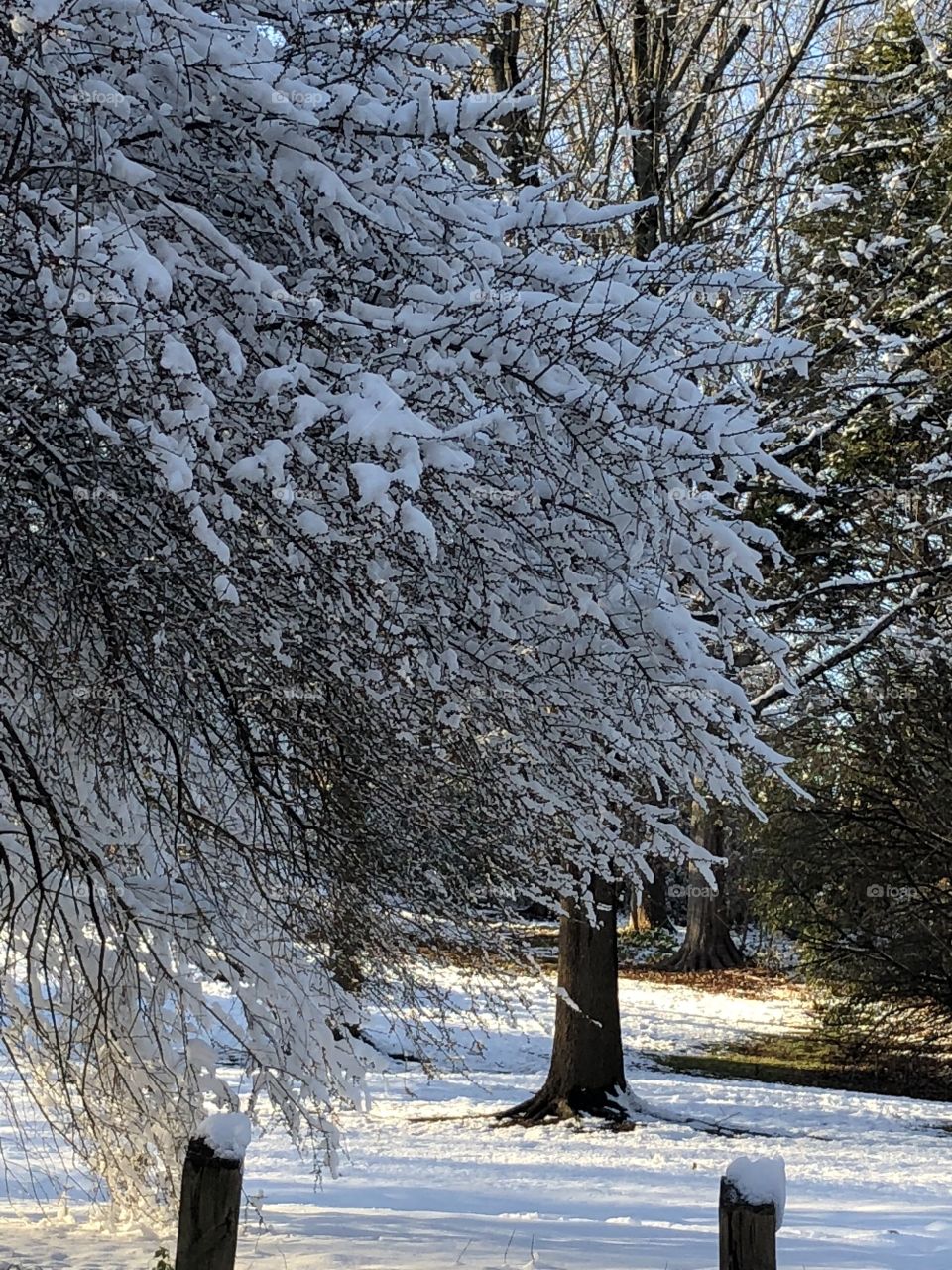 Frosty Icy Tree. 