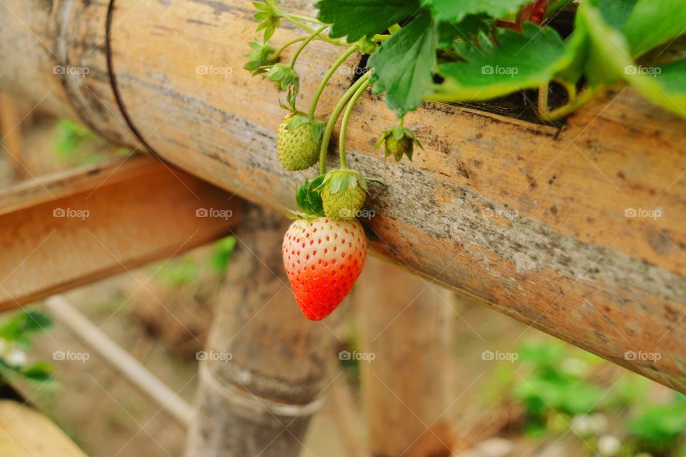 Close-up of unripe strawberry