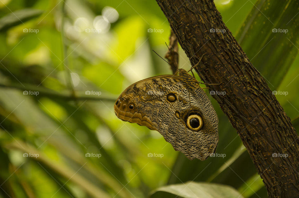 A beautiful brown butterfly on a tree, close up