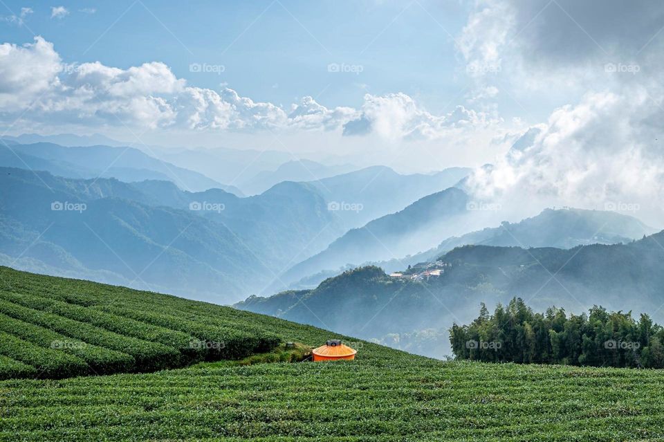 Beautiful mountain and tea garden scenery