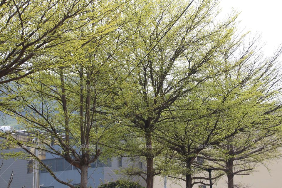 Spring is here ,and many new shoots have emerged from Terminalia lobate