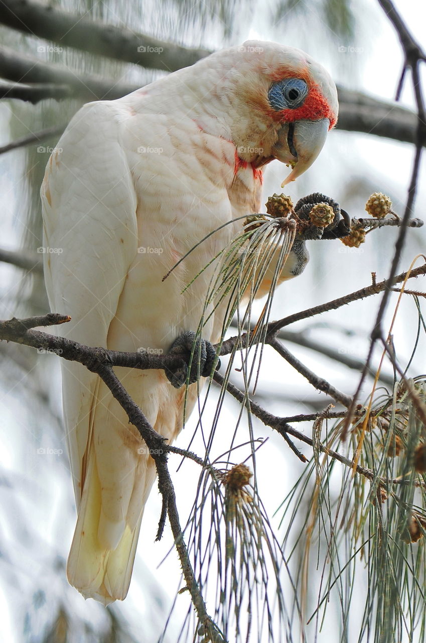 Corella Eating Lunch.