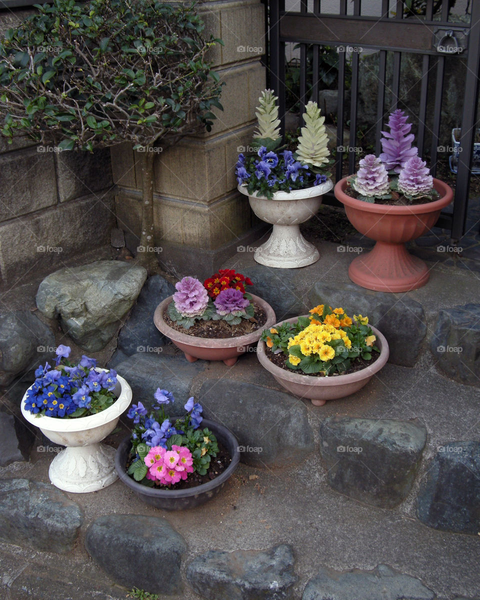 Flowers on the Stoop