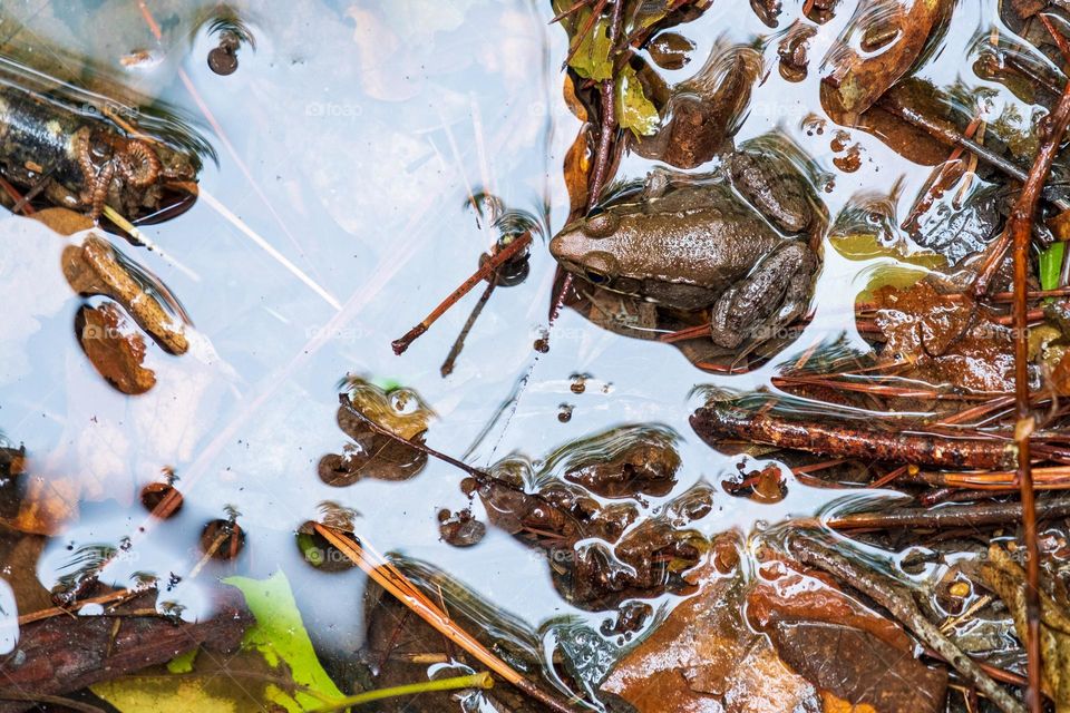 A shallow pool of water at the edge of a stream is littered with pebbles, sticks, and a northern green frog (Rana clamitans melanota). 