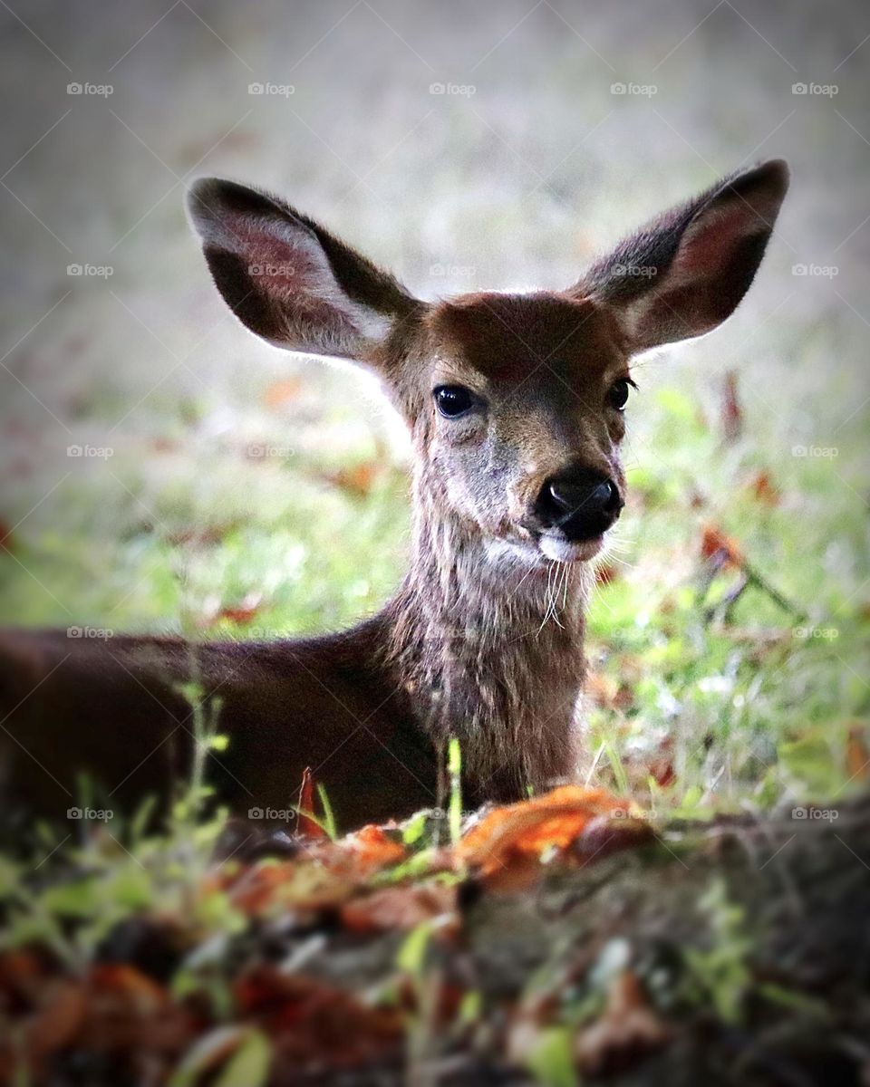 A young deer finds a peaceful spot to rest under the shade of a tree 