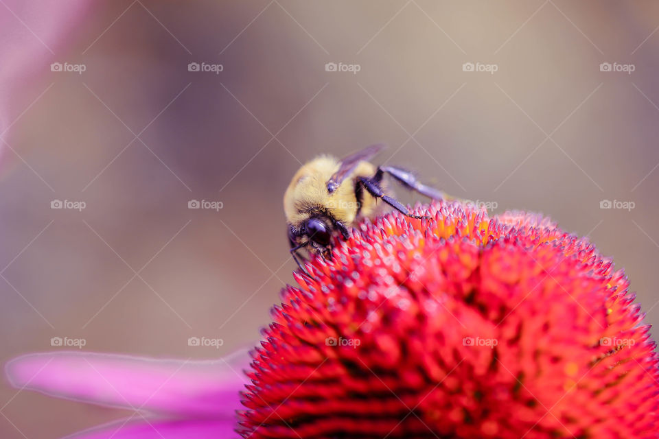Bee+garden