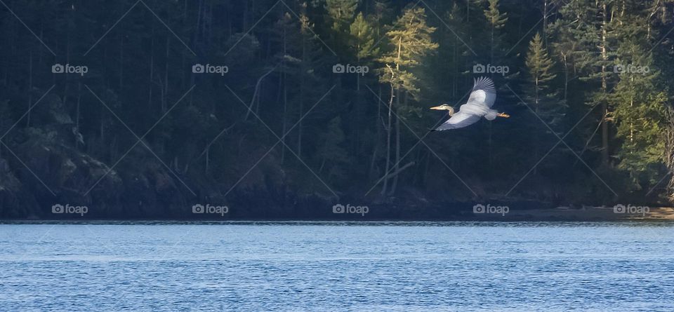 Great Blue Heron in flight