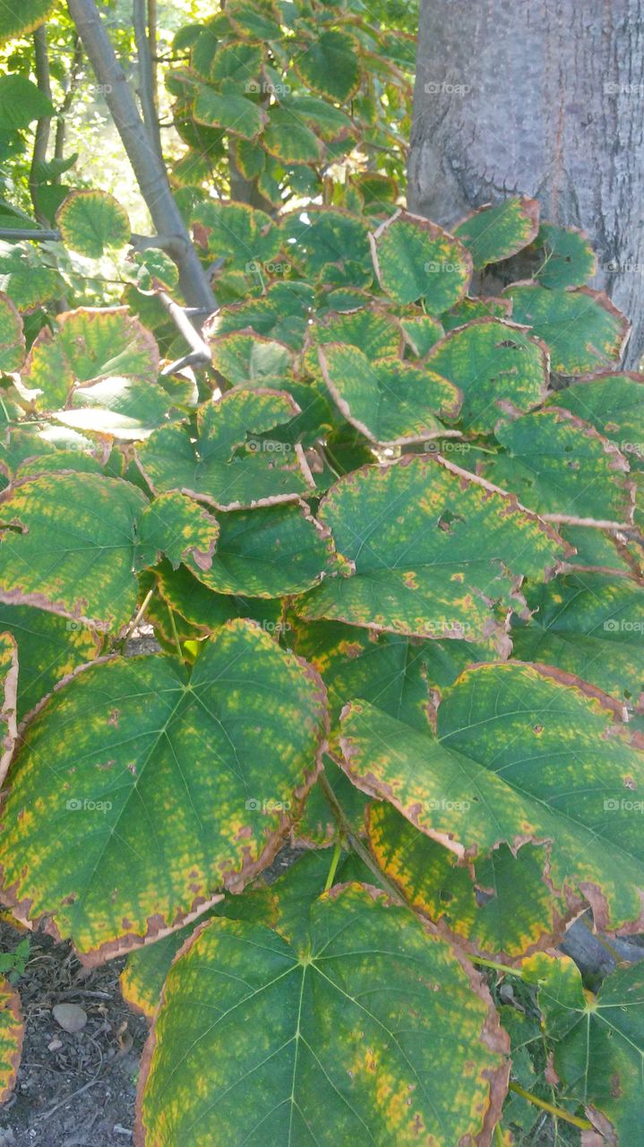 Leaf, Nature, Flora, No Person, Environment