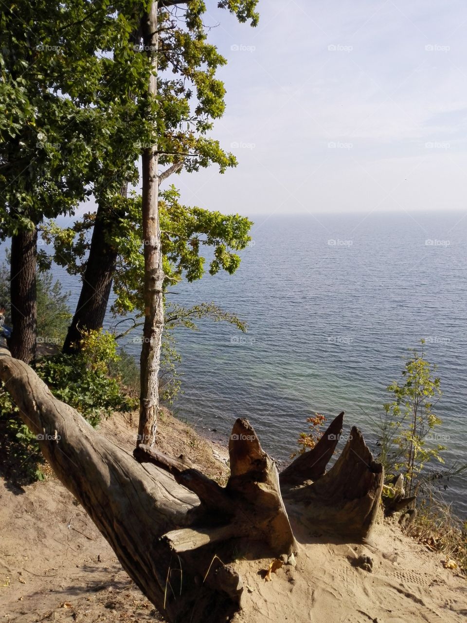 Trees on coastline