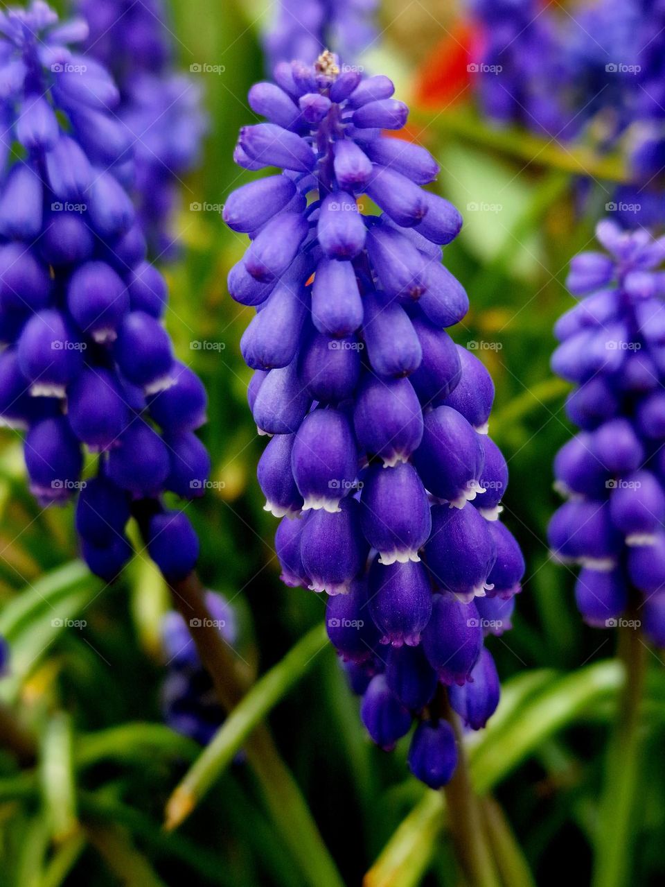 spring flowers