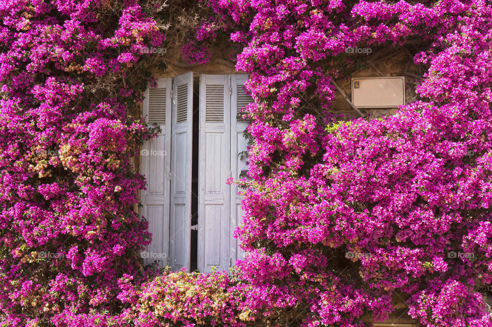 Door decorated with flower vine
