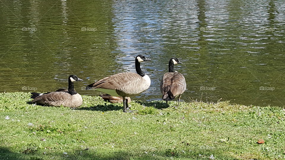 Female and Male Canada Geese