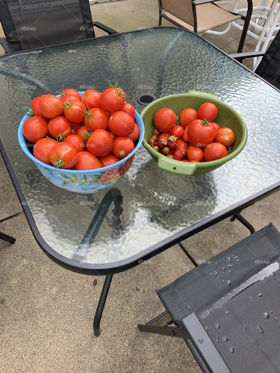 Tomato picking 