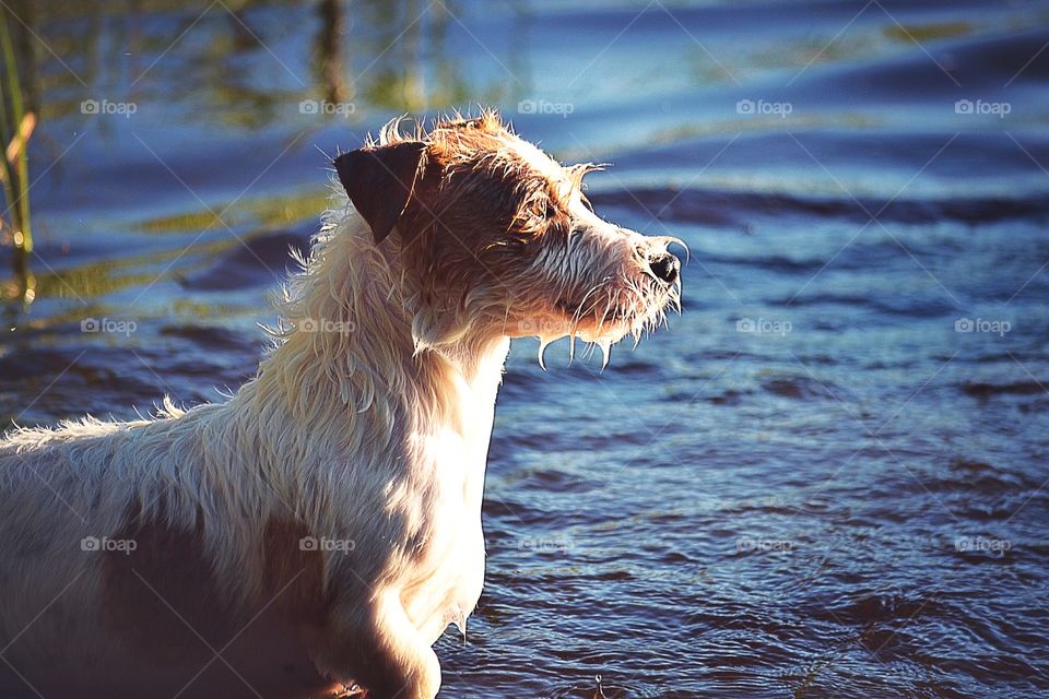 Cute terrier