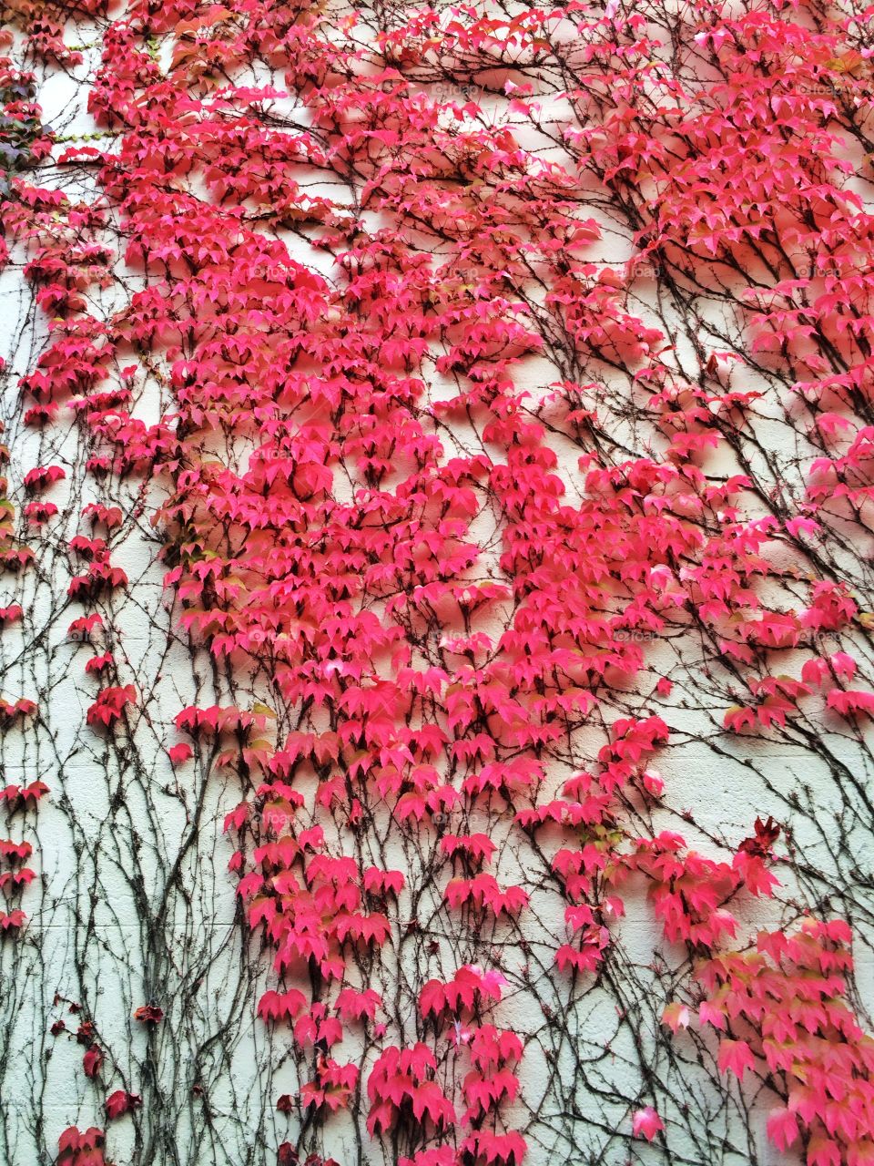 Red leaves creeper. Red leaves creeper texture on wall