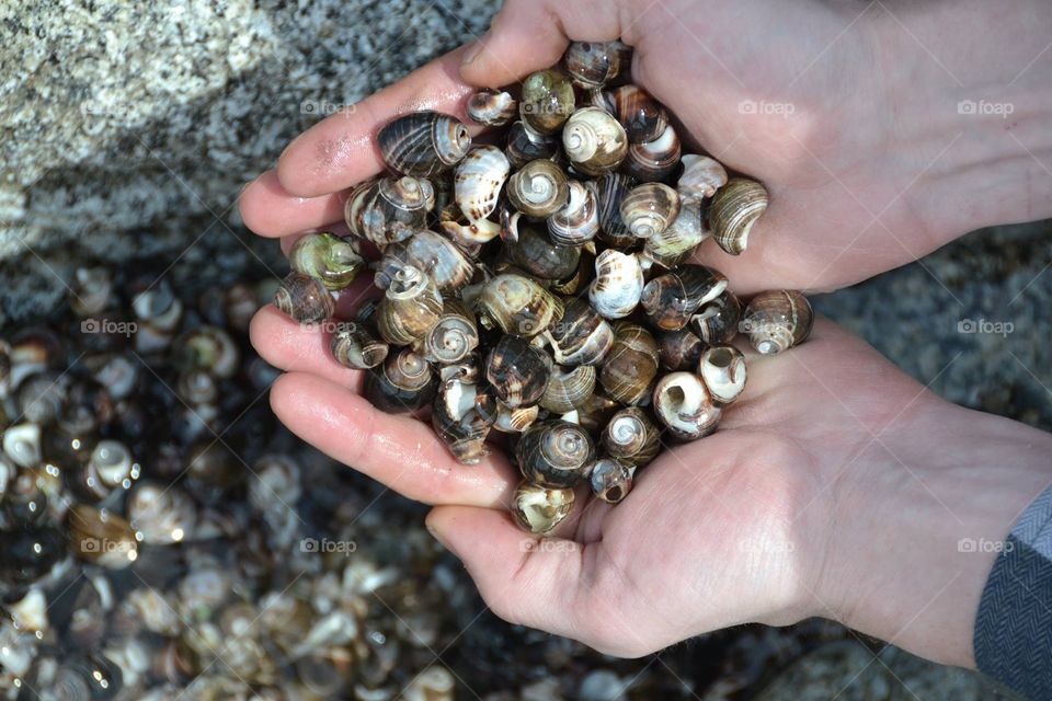 Scooping sea shells 