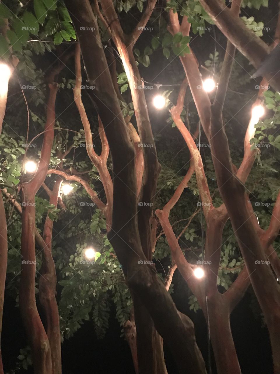 outdoor patio lights hanging in a tree at night